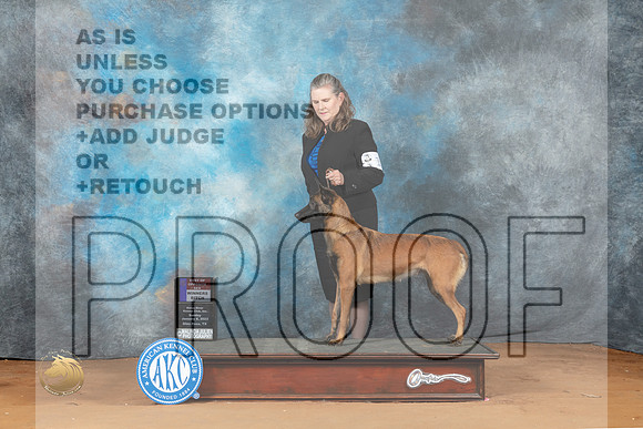 Belgian Malinois #10 Sun BOSWD Judge Steve Keating_MJ_6711_NRKC2023_HR3