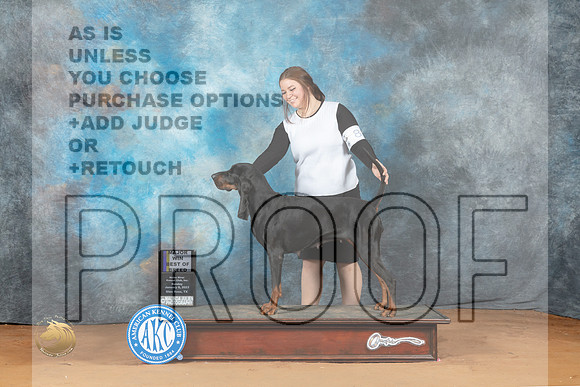 Black & Tan Coonhound #8 Sun BOBM Judge Diane Price_MJ_7000_NRKC2023_HR3