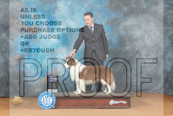 Border Collie #17 Sat WD Judge Victoria Jordan_MJ_6967_NRKC2023_HR3
