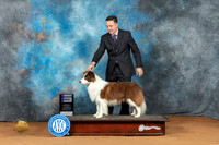 Border Collie #17 Sat WD Judge Victoria Jordan