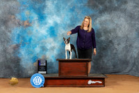 Boston Terrier #25 Sun WD Judge Judy Wade