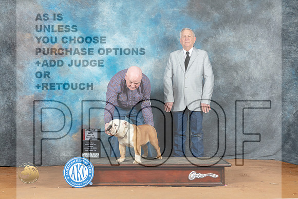 Bulldog #15 Sun BOSM Judge Judy Wade_MJ_6704_NRKC2023_HR3