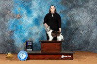 Chinese Crested #7 Sat WDM Judge Azalea Alvarez