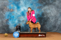 Chinese Shar Pei #10 Sun BOSCH Judge Azalea Alvarez