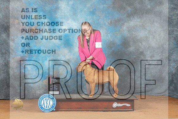 Chinese Shar Pei #10 Sun BOSCH Judge Azalea Alvarez_MJ_6682_NRKC2023_HR3