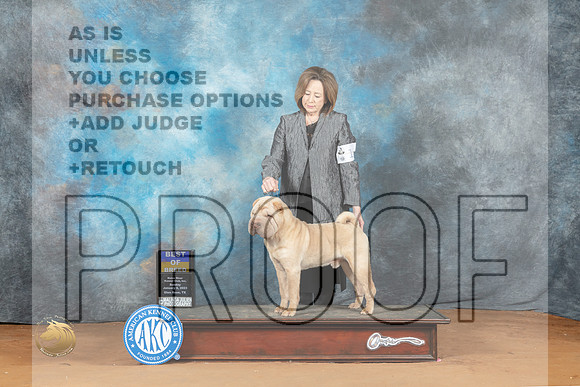 Chinese Shar Pei #11 Sun BOBCH Judge Azalea Alvarez_MJ_6687_NRKC2023_HR3