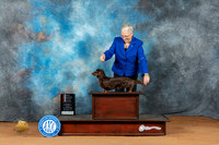 Dachshund Longhaired #16 Sun BOSM Judge Laurie Telfair