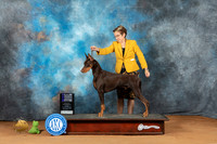 Doberman Pinscher #5 Sun WDCh Judge Nancy Griego