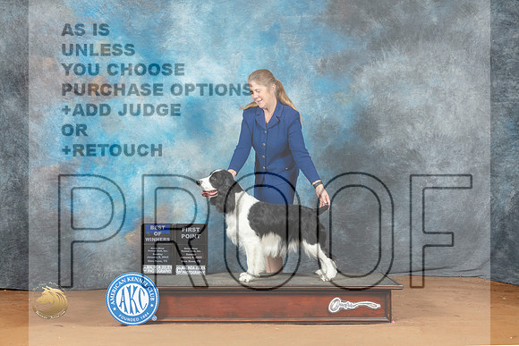 English Springer Spaniel  #9 Sun WDBOW Judge Lori Nelson_MJ_6880_NRKC2023_HR3