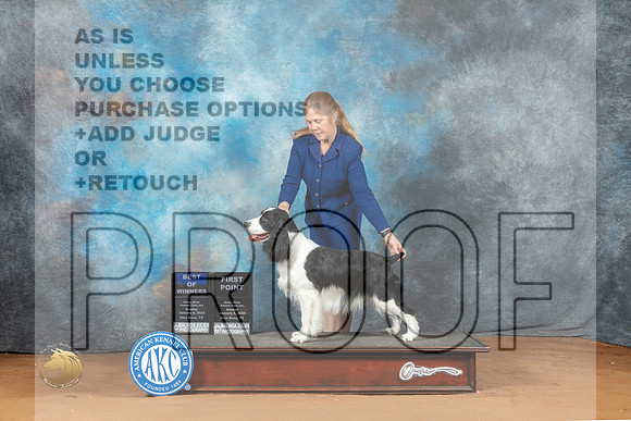 English Springer Spaniel  #9 Sun WDBOW Judge Lori Nelson_MJ_6884_NRKC2023_HR3