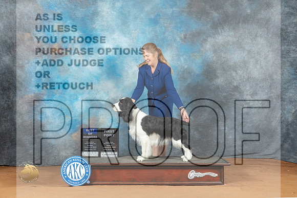 English Springer Spaniel  #9 Sun WDBOW Judge Lori Nelson_MJ_6889_NRKC2023_HR3
