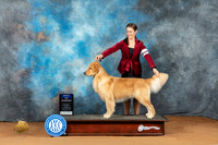 Golden Retriever #9 Sun BOW Judge Mustapha El Khorchi