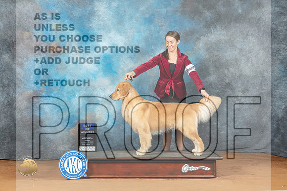 Golden Retriever #9 Sun BOW Judge Mustapha El Khorchi_MJ_6918_NRKC2023_HR3