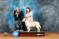 Labrador Retriever #17 Sat OHBOB Judge Nancy Simmons