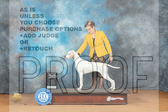 Pointer #10 Sun BOBMWB Judge Lori Nelson_MJ_6772_NRKC2023_HR3