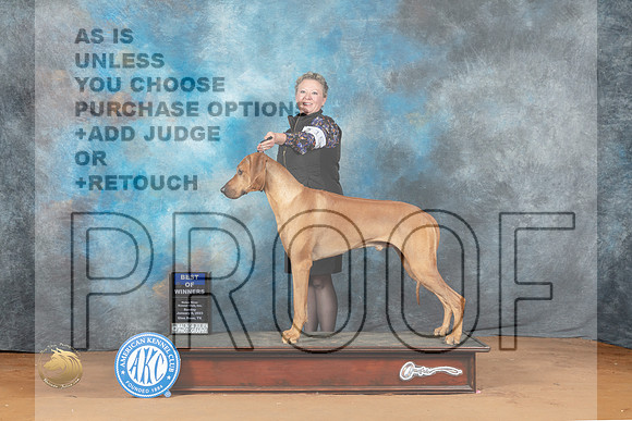 Rhodesian Ridgeback #15 Sun BOW Judge Laurie Telfair_MJ_6636_NRKC2023_HR3