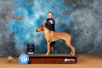 Rhodesian Ridgeback #15 Sun BOW Judge Laurie Telfair