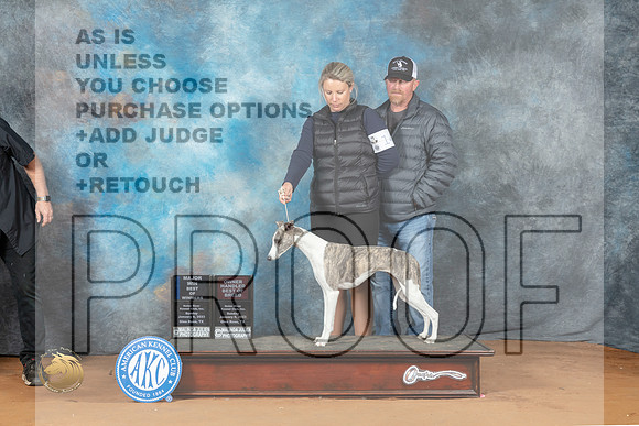 Whippet #14 Sun BOWMOHBOB Judge Azalea Alvarez_MJ_6615_NRKC2023_HR3