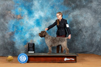 Wirehaired Pointing Griffon #14 Fri OHG1 Judge Victoria Jordan r