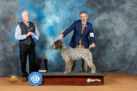 Wirehaired Pointing Griffon #5 Sun BOWM Judge Steve Keating