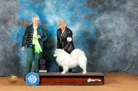 American Eskimo #9 Sun OHG2 Judge Lori Nelson