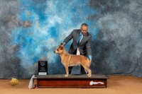 Australian Cattle Dog #5 Sun WBBOWM Judge Laurie Telfair