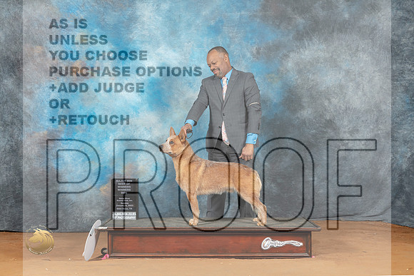 Australian Cattle Dog #5 Sun WBBOWM Judge Laurie Telfair_MJ_7250_NRKC2023_HR3