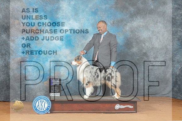 Australian Shepherd #31 Sun WDM Judge Nancy Griego_MJ_7307_NRKC2023_HR3