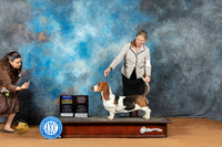 Basset Hound #6 Sun BOBOHBOBBOW Judge Laurie Telfair