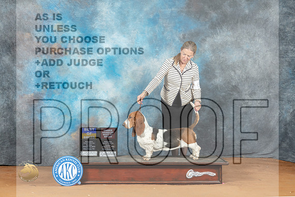 Basset Hound #6 Sun BOBOHBOBBOW Judge Laurie Telfair_MJ_7393_NRKC2023_HR3