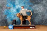Bloodhound #6 Sun BOSWBCh Judge Laurie Telfair