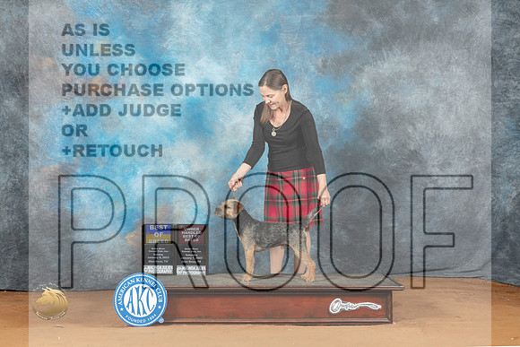Border Terrier #15 Sun BOBOHBOB Judge Ronald Horn_MJ_7059_NRKC2023_HR3
