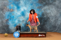 Border Terrier #18 Sun BOSWB Judge Ronald Horn