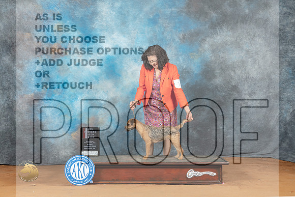 Border Terrier #18 Sun BOSWB Judge Ronald Horn_MJ_7069_NRKC2023_HR3
