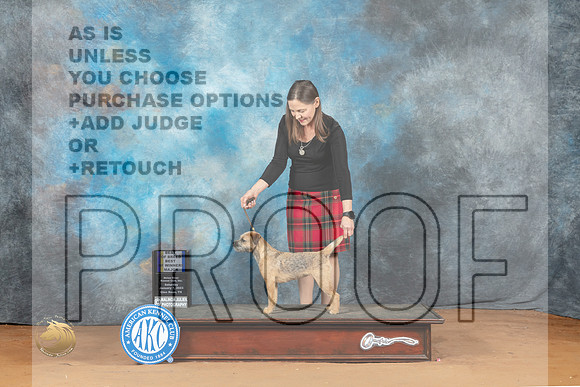 Border Terrier #20 Sat BOBBOWM Judge Steve Keating r_MJ_7140_NRKC2023_HR3