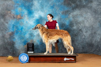 Borzoi #7 Sun OHG3 Judge Diane Price