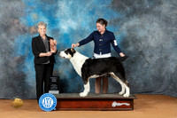 Central Asian Shepherd #5 Sun G2 Judge Diane Price