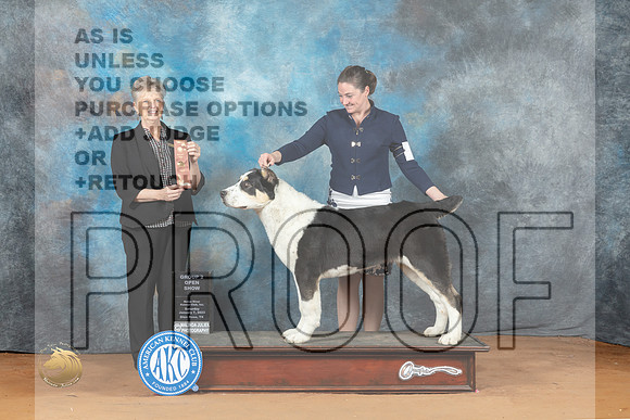 Central Asian Shepherd #5 Sun G2 Judge Diane Price_MJ_7105_NRKC2023_HR3