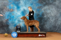 Chesapeake Bay Retriever #9 Sun BOWM Judge Steve Keating