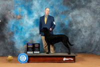 Curly Coated Retriever #10 Sun BOBOHBOB Judge Steve Keating