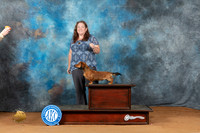 Dachshund Longhaired #? Sun 4-6 Puppy