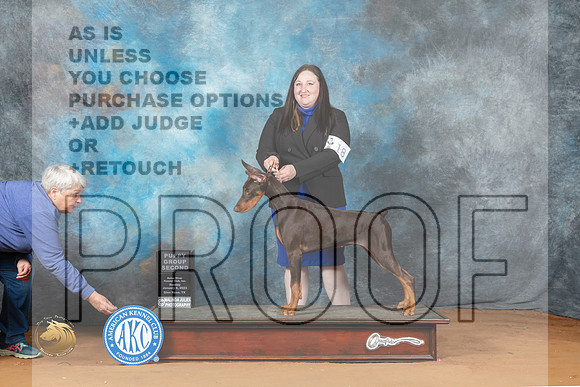 Doberman Pinscher #18 Sun PG2 Judge Nancy Greigo_MJ_7280_NRKC2023_HR3