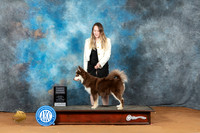Finnish Lapphund #5 Sun PG2 Judge Nancy Griego