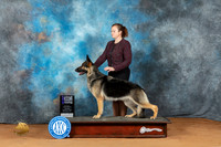 German Shepherd Dog #18 Sun WB Judge Victoria Jordan