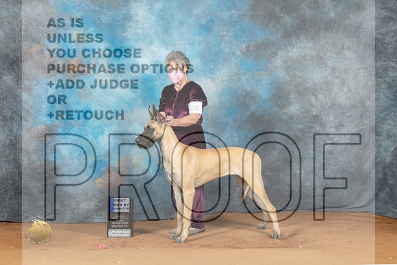 Great Dane #26 Sun 1st Judge Judy Wade_MJ_7470_NRKC2023_HR3