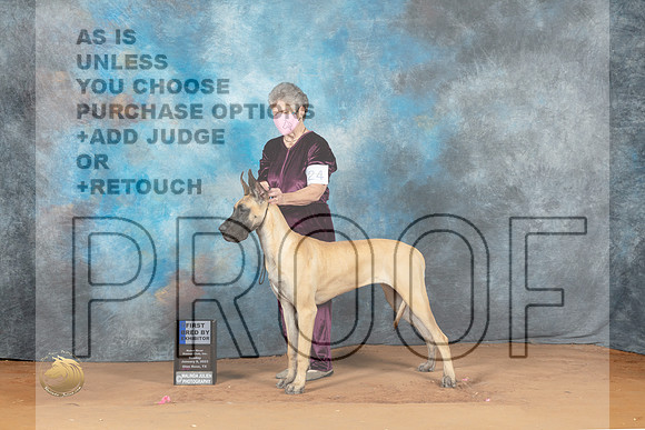 Great Dane #26 Sun 1st Judge Judy Wade_MJ_7471_NRKC2023_HR3