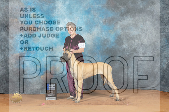 Great Dane #26 Sun 1st Judge Judy Wade_MJ_7472_NRKC2023_HR3