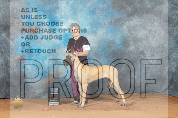 Great Dane #26 Sun 1st Judge Judy Wade_MJ_7474_NRKC2023_HR3