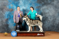 Malamute #15 Sun BOBBOW Judge Don Gill