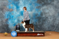 Miniature American Shepherd #14 Sun RWB Judge Victoria Jordan